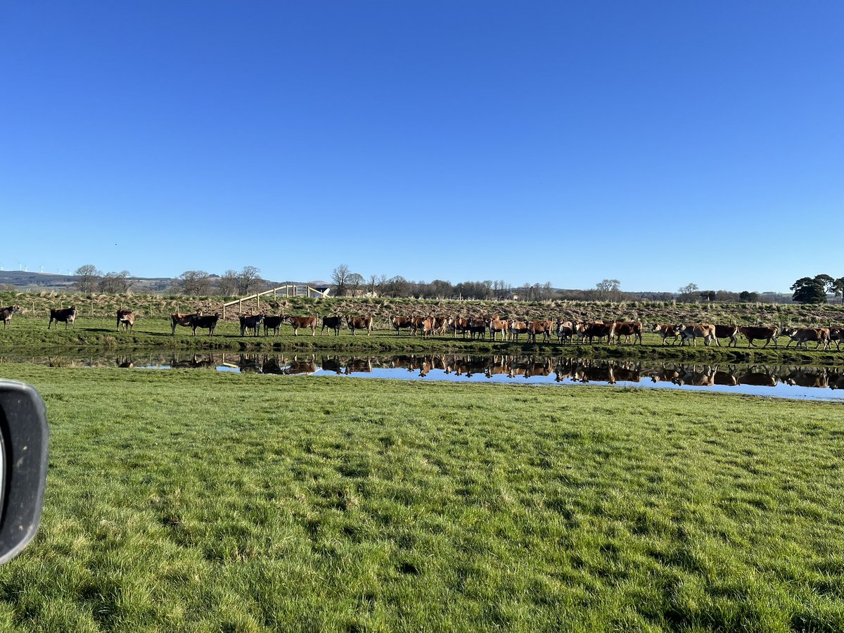 jerseycowman's tweet photo. https://t.co/VcLKOjq7mz