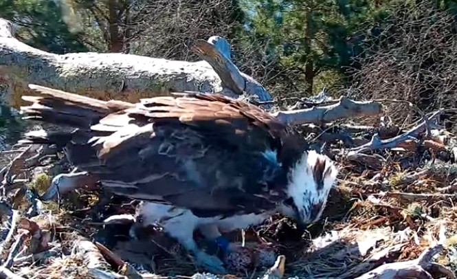 geemeff's tweet photo. 🪺 More early #EasterEggs - congratulations #NC0 &amp; #Laddie - 2nd egg arrived for @LochoftheLowes #Ospreys this morning just minutes after @rutlandospreys #Maya laid her second egg. Is it a race? Who will have the first hatch?! @ScotWildlife https://t.co/e3i0dcmPiN