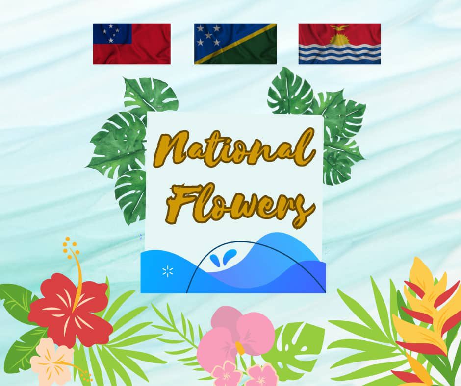 auspacyd's tweet photo. 🌺Discover the National Flowers of #Samoa, #SolomonIslands, and #Kiribati Islands! 🌺
 #CulturalHeritage #PacificIslands https://t.co/s9VHTBcs8r