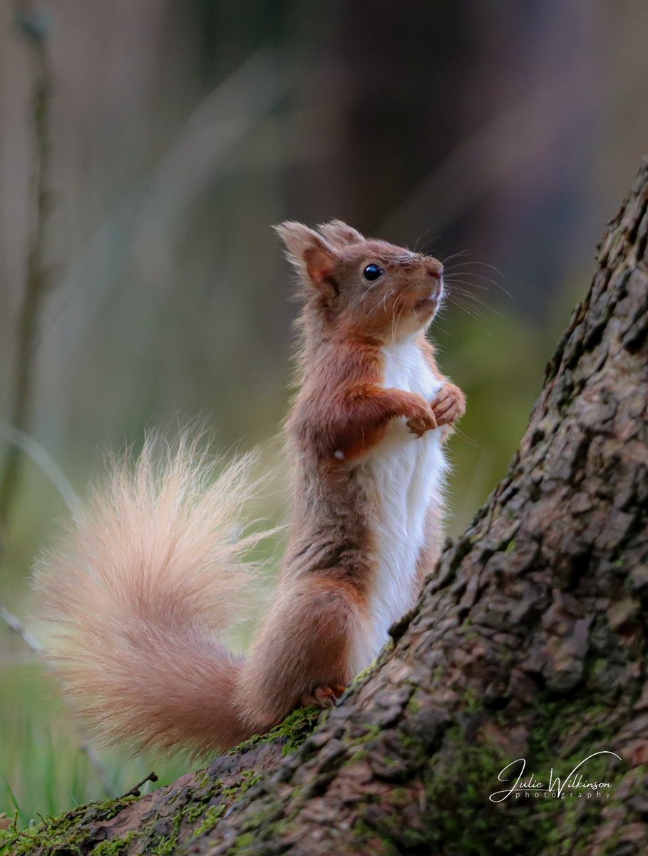 Red Squirrel, taken at Snaizeholme yesterday. That little face! 🥰 

#redsquirrels #BBCWildlifePOTD #bbccountryfilemagpotd #wildlifephotography #WildIsles #saveourwildisles