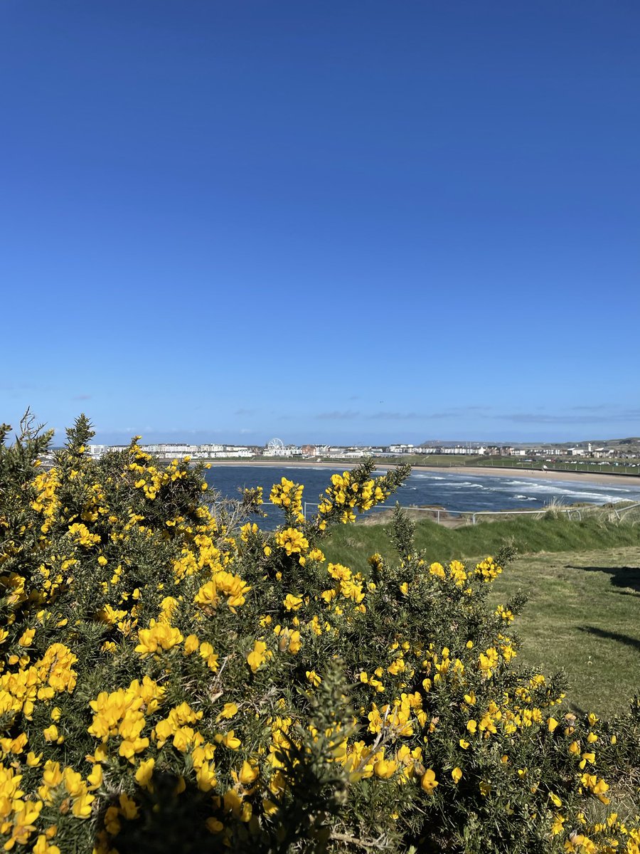 Alison Falls tweet media