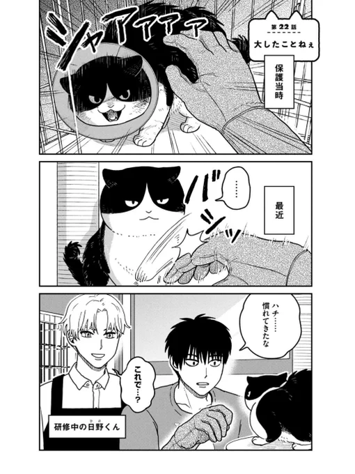 保護された野良猫たちのその後(1/3)

#マルルとハチ #ツレ猫マルルとハチ
#漫画が読めるハッシュタグ 