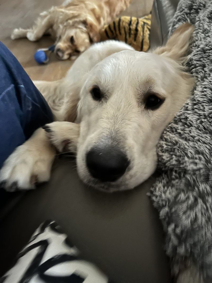 leadew2's tweet image. Mon grinch de compagnie