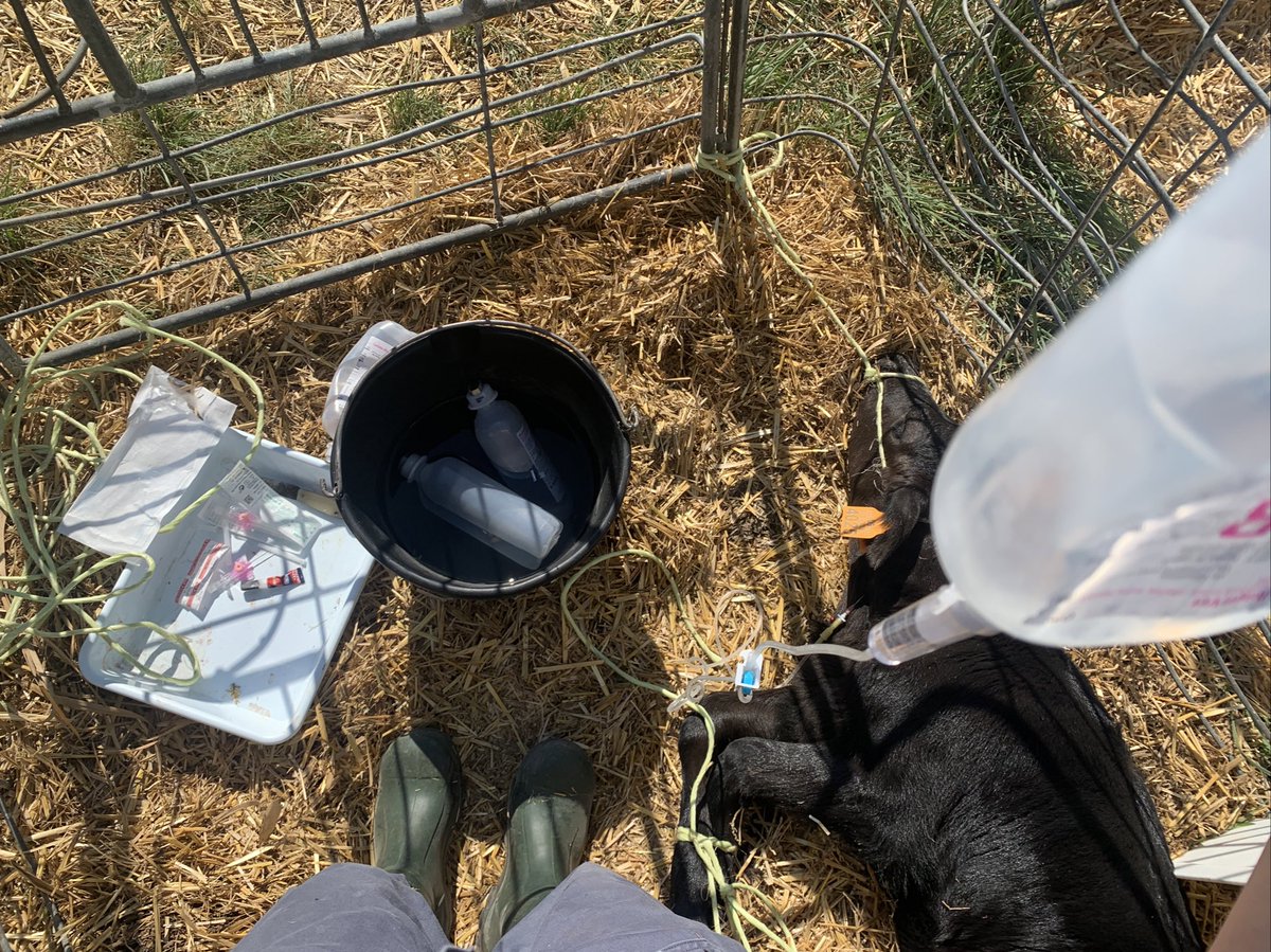 Estic de guàrdia. Em truquen per una vedelleta malalta. Al arribar a la granja em trobo al pagès passejant 2 vaques esmorraiades amb dues cordes. La setmana que ve hi ha concurs de vaques a Campllong i les està preparant. M’ensenya la vedelleta malalta.
(Fil👇🏼)