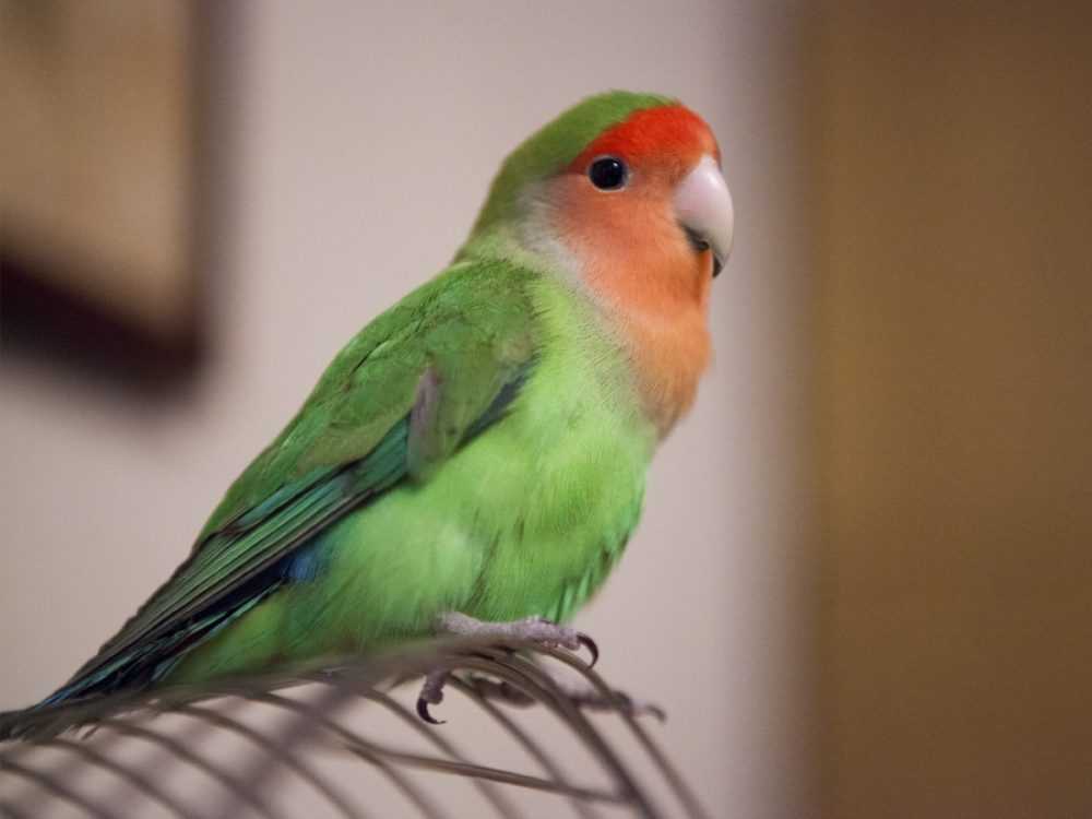 PrettyPetStore1's tweet photo. Share if you find it terrific! https://t.co/A4PZOXnYqY