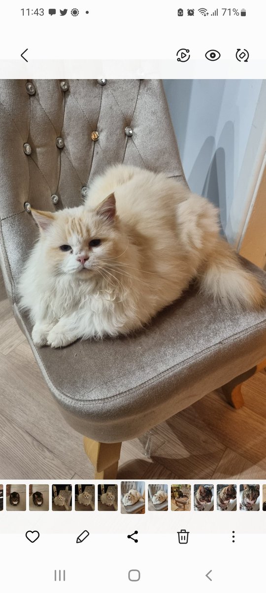 Kirsten Larson - SNP Cllr tweet media