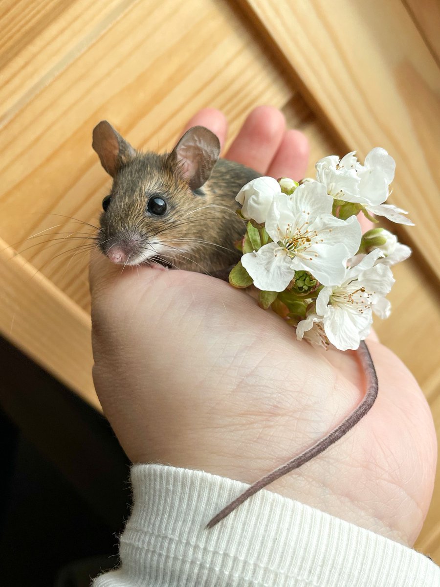 Новости нашего аналогового мира: полгода с дня нахождения Брунгильды. На юбилей хотела скаламбурить и преподнести ей мышиные гиацинты, но пишут, что они ядовиты, так что остановилась на веточке дикой черешни.
Традиционное: мышб держится и вы держитесь 🐭✊🏻🤍 скоро вернёмся!
