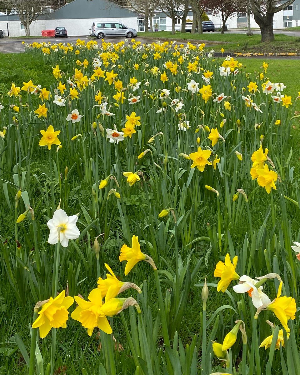 BlakestownCS's tweet photo. Take a look at this!! Last year we partnered with @floweryourplace in Holland to bring some life to our school grounds. Thank you Jorg from Flower Your Place for these wonderful new additions to our grounds. Happy Easter all 🌸 🌺 🌹 https://t.co/DXcXy1N2fk