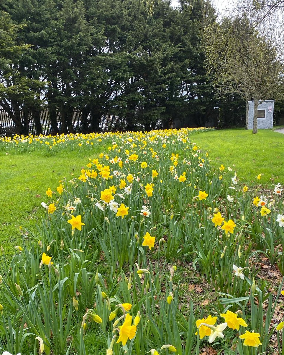 BlakestownCS's tweet photo. Take a look at this!! Last year we partnered with @floweryourplace in Holland to bring some life to our school grounds. Thank you Jorg from Flower Your Place for these wonderful new additions to our grounds. Happy Easter all 🌸 🌺 🌹 https://t.co/DXcXy1N2fk