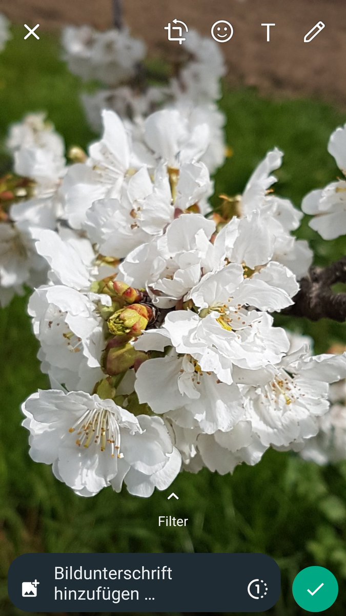 Frühlings .... weiß ...💐