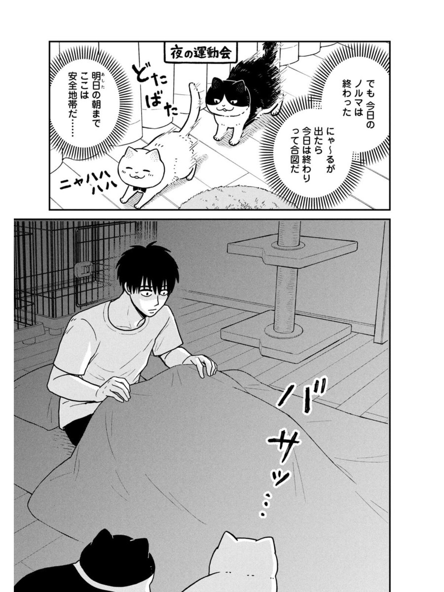 保護された野良猫たちのその後(2/3) 