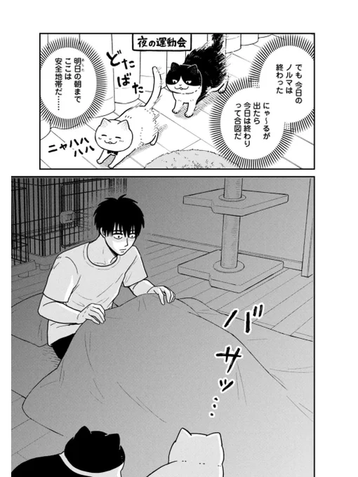 保護された野良猫たちのその後(2/3) 