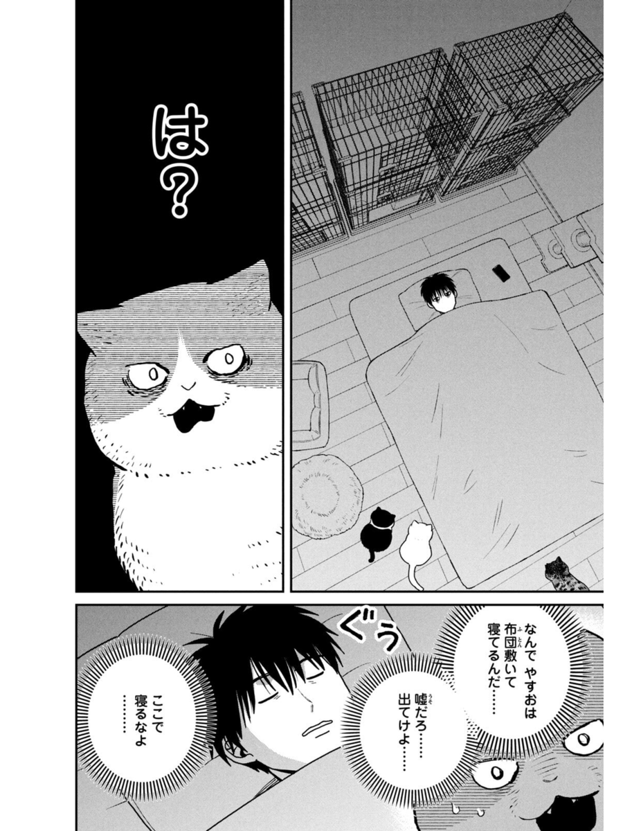 保護された野良猫たちのその後(2/3) 