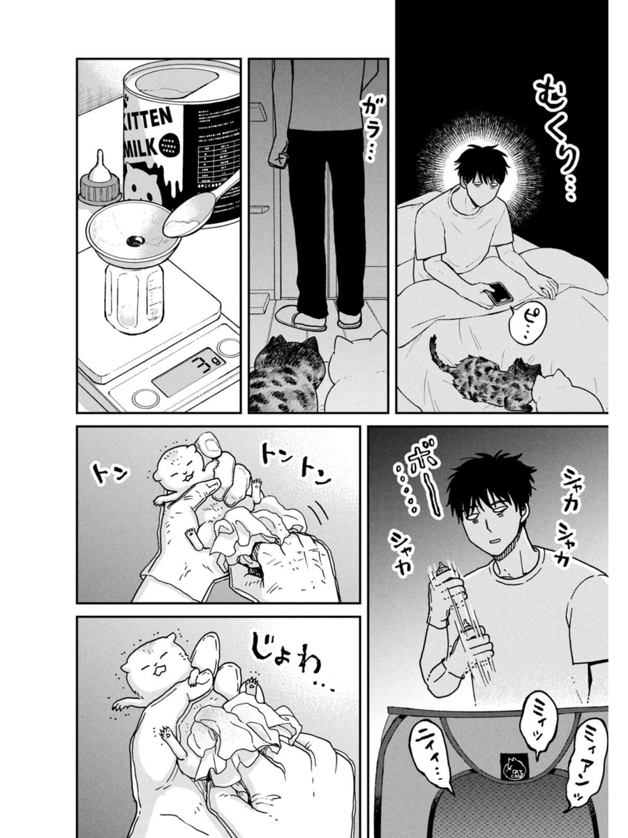 保護された野良猫たちのその後(2/3) 