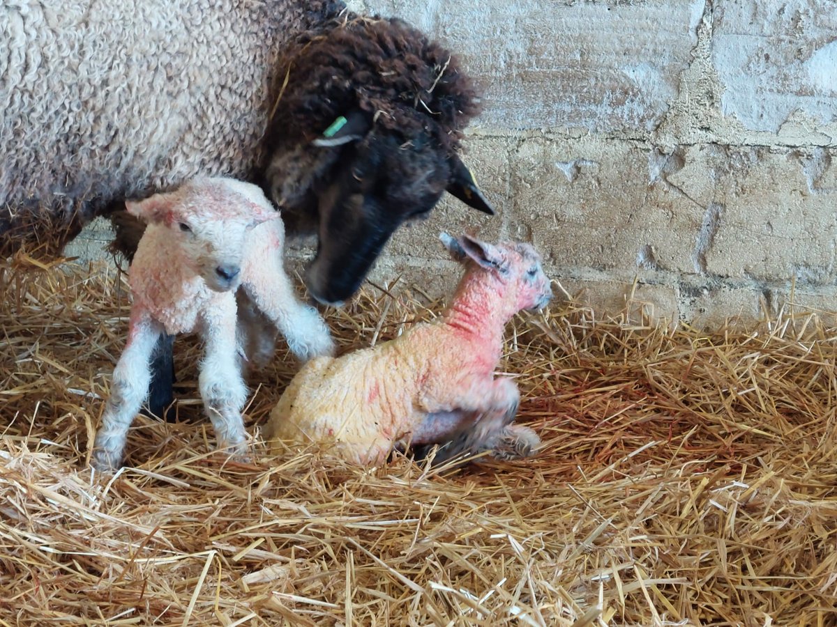 The Salvation Army Hadleigh Farm Estate tweet media