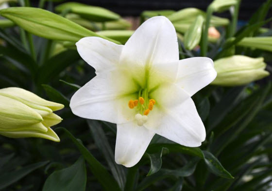 The beautiful trumpet-shaped white flowers of the Easter Lily, or lilium longiflorum symbolize purity, hope and life – the spiritual essence of Easter – a time of renewal. Choosing your Easter lily, caring for it and how to plant it outdoors. 
 gardenbite.com/choosing-your-…