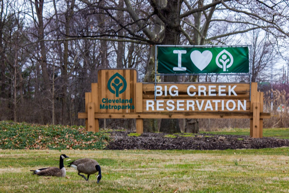 Big Creek Reservation #photography #clevelandphotographer #ohiophotographer #geeseofinstagram #nature #naturephotography #park #clevelandmetroparks
