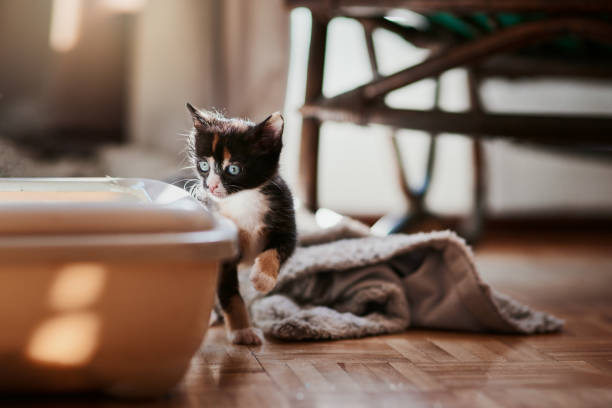 meow_tips's tweet photo. "Kitten: How-To Guide" - Teach your kitten to use the litter box with positive reinforcement, like treats or playtime with their favourite toy. Make potty training fun! #KittenCare #LitterTraining #Purina https://t.co/eL0GjFo1tJ