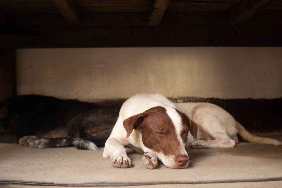 CasiPitik's tweet photo. Mga aso namin sa Lingayen, Pangasinan. 

📷Pentax K100D with SMC Pentax F 35-80 F4-5.6

#pentaxK100D #casipitik #lingayen #aspin #dogphotography https://t.co/sDCLF3EmKr