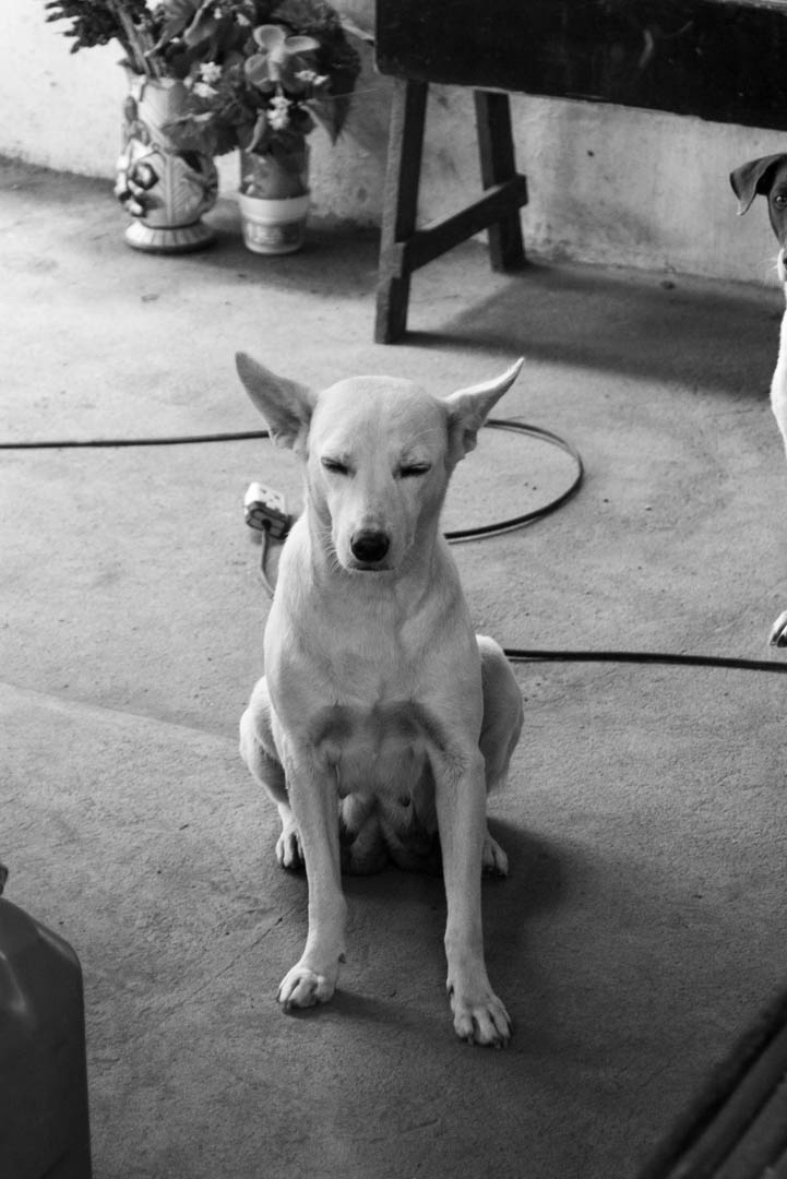 CasiPitik's tweet photo. Mga aso namin sa Lingayen, Pangasinan. 

📷Pentax K100D with SMC Pentax F 35-80 F4-5.6

#pentaxK100D #casipitik #lingayen #aspin #dogphotography https://t.co/sDCLF3EmKr