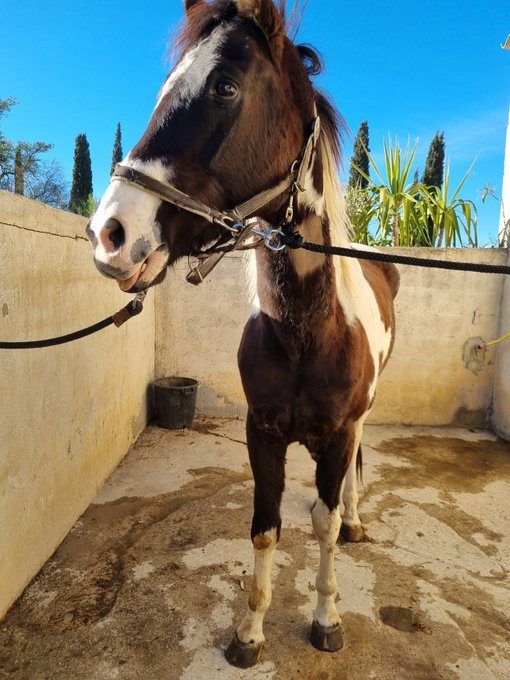 Enfin de retour et en box pendant 1mois, ca va etre dur pour lui, avec 1 ballade de 10min par jour, on<a href="/tag/xbiz"class="tags"><span>#xbiz</span></a><a href="/tag/crypto"class="tags"><span>#crypto</span></a><a href="/tag/pokmi"class="tags"><span>#pokmi</span></a><a href="/tag/pokenarmy"class="tags"><span>#pokenarmy</span></a>