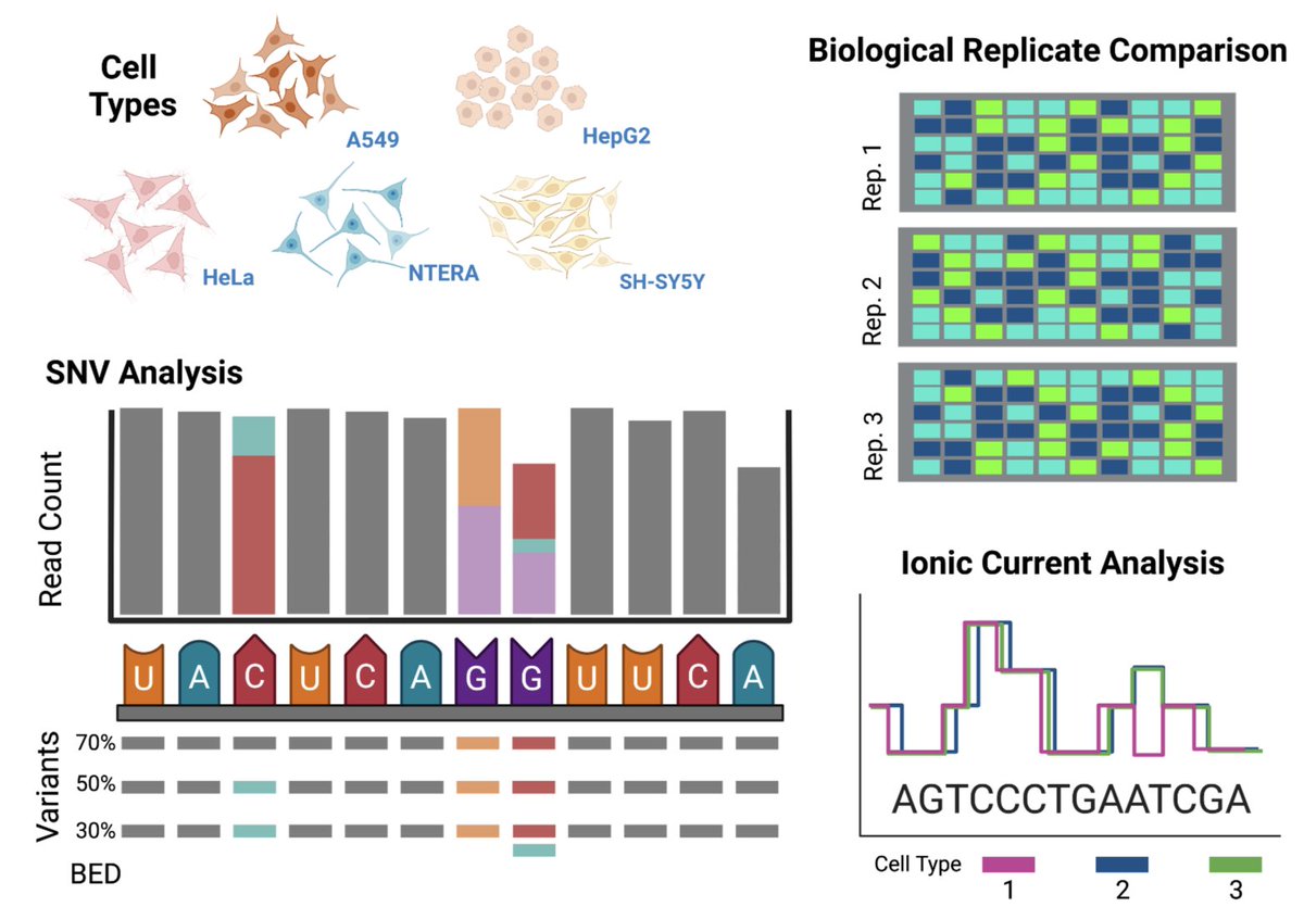 Preprint alert! Multicellular, IVT-derived, unmodified human transcriptome for nanopore direct RNA analysis. biorxiv.org/content/10.110…