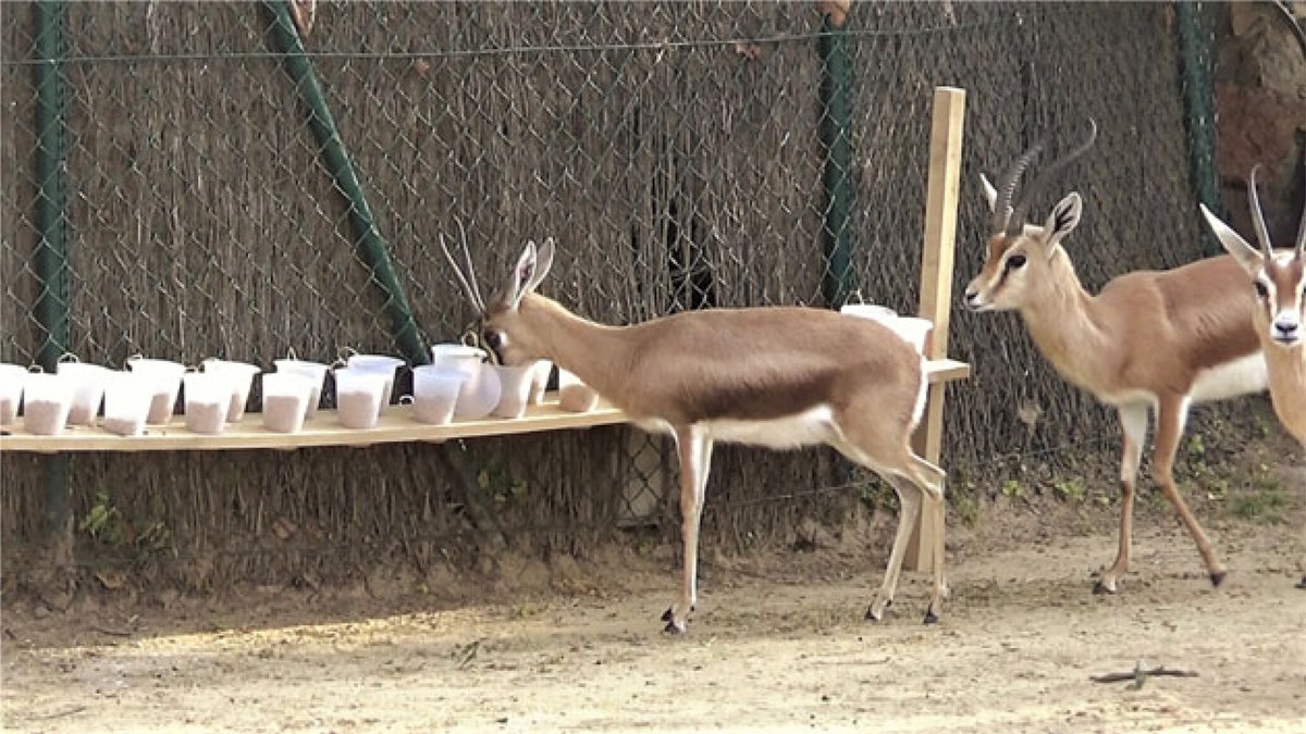 RSocPublishing's tweet photo. Innovation across 13 ungulate species: problem solvers are less integrated in the social group and less neophobic #ProcB #OpenAccess https://t.co/ygvzmyqytd #Behaviour #Congnition @CaicoyaA https://t.co/8rrXhqNkz2