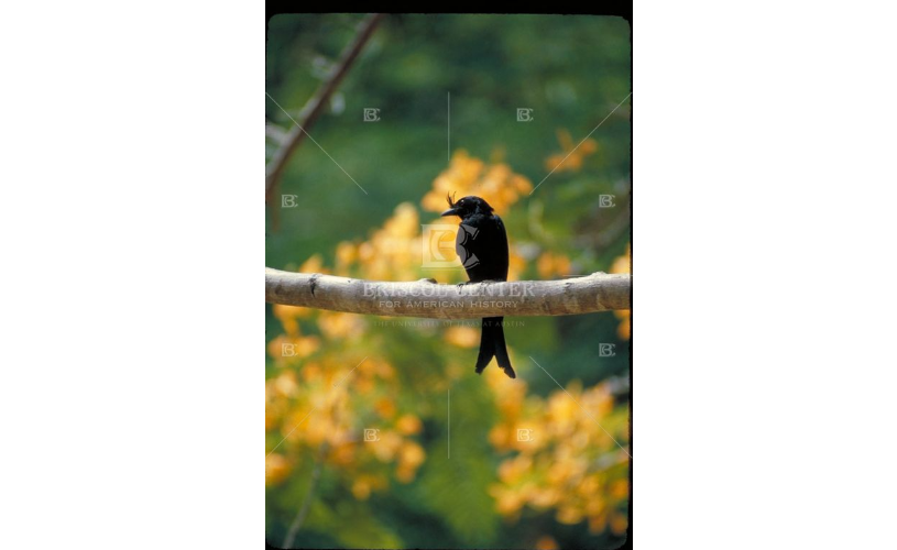 Flip Schulke took this photo during a Jacques Cousteau-led expedition in Madagascar, 1970. #ArchivesHashtagParty #ArchivesForTheBirds