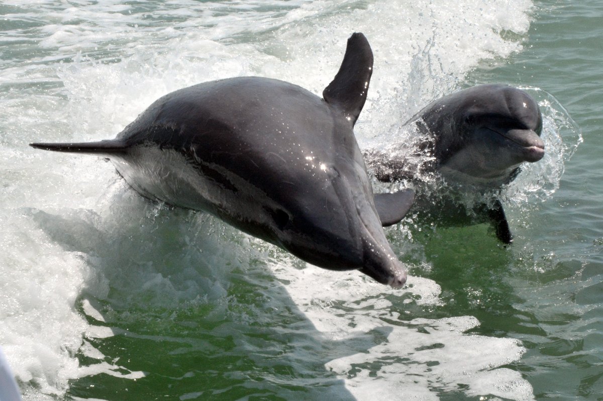 CollierGov's tweet photo. Explore #CollierCounty: Take a dolphin encounter cruise! ๐ฌ ๐ฌ ๐ฌ
#Collier100 https://t.co/bkBYPOwAt2 https://t.co/OondkMqmI5