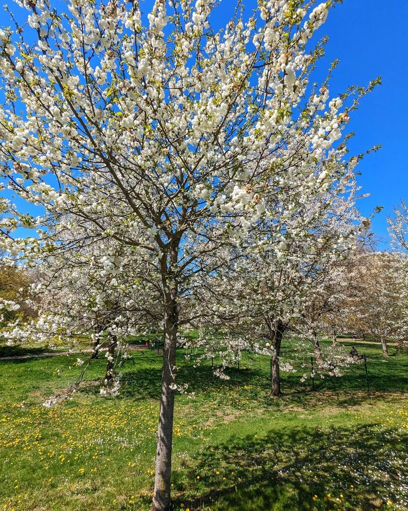 fototreboada's tweet image. Primavera. #springtree #arbolesenflor #primavera #pamplona #tree #spring instagr.am/p/CqvVE1ZsNg5/