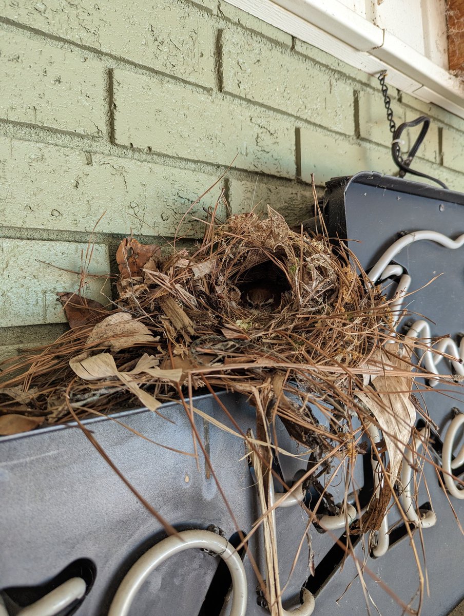 TheSwampWytch's tweet photo. There's an ol'southern belief that if you kill a wren you'll soon break a limb (an arm usually). I wonder about openly loving, protecting &amp; even feeding a nesting mama meal worms? Surely we will be blessed for our efforts here at our home. ❤️ #SouthernFolklore #augury #HouseWren https://t.co/5Pjerm5hdz