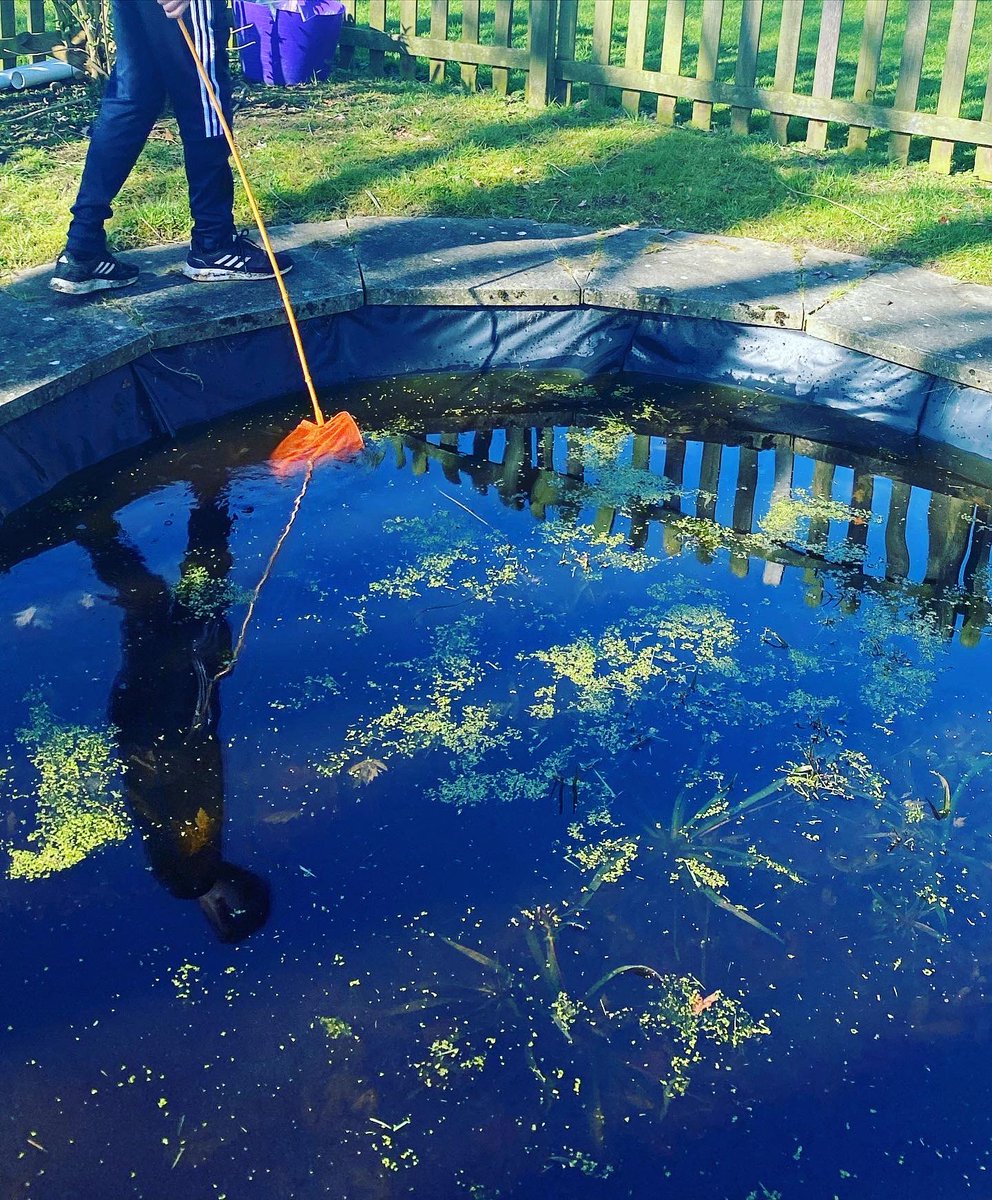 IPMATTowngate's tweet photo. The pond has had it’s annual clean up to remove as many fallen leaves as possible. Lovely to see our family of newts still happily living here at Towngate. In the summer months the children love seeing how full of life the pond is #curriculumenrichmentTPA #outdoorlearningTPA https://t.co/Pp4vUNu5Mu