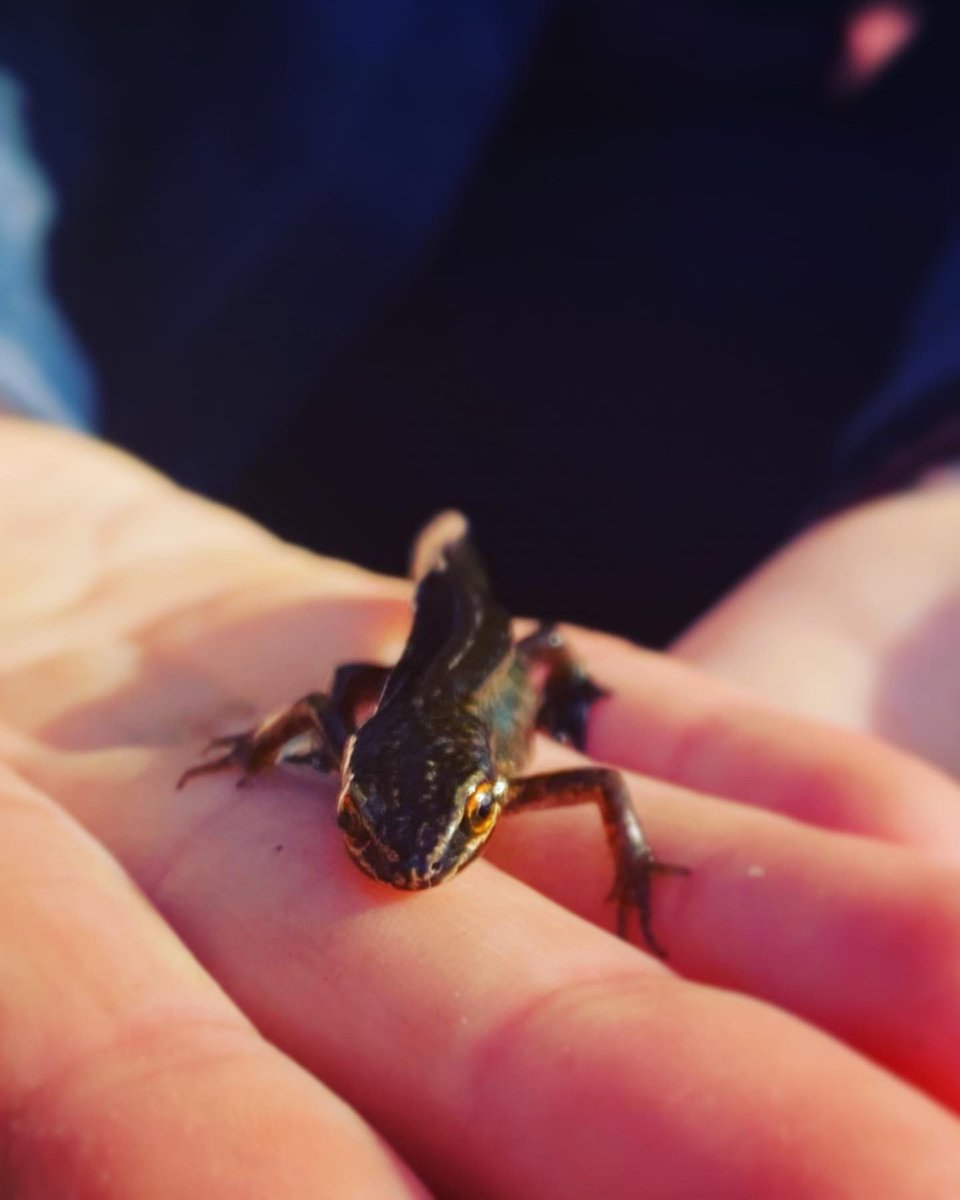 IPMATTowngate's tweet photo. The pond has had it’s annual clean up to remove as many fallen leaves as possible. Lovely to see our family of newts still happily living here at Towngate. In the summer months the children love seeing how full of life the pond is #curriculumenrichmentTPA #outdoorlearningTPA https://t.co/Pp4vUNu5Mu