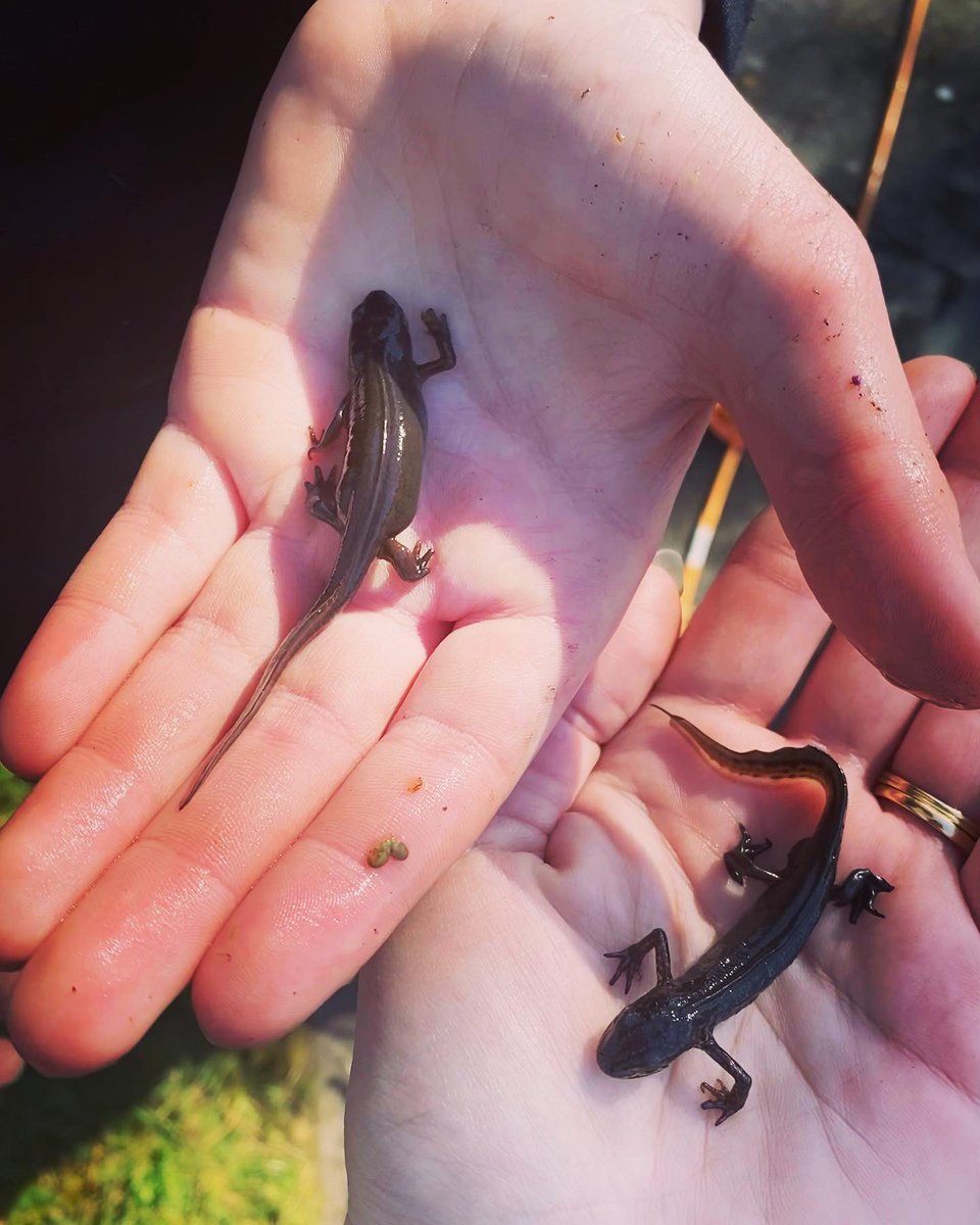 IPMATTowngate's tweet photo. The pond has had it’s annual clean up to remove as many fallen leaves as possible. Lovely to see our family of newts still happily living here at Towngate. In the summer months the children love seeing how full of life the pond is #curriculumenrichmentTPA #outdoorlearningTPA https://t.co/Pp4vUNu5Mu