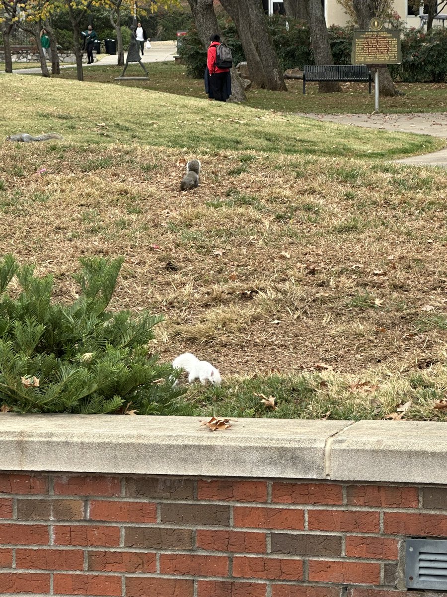 Emma_London13's tweet photo. WKU’s second mascot was spotted! 👀 #whitesquirrel #smmwku @k8nicewiczscott @wku https://t.co/rJSbF8ZPg5