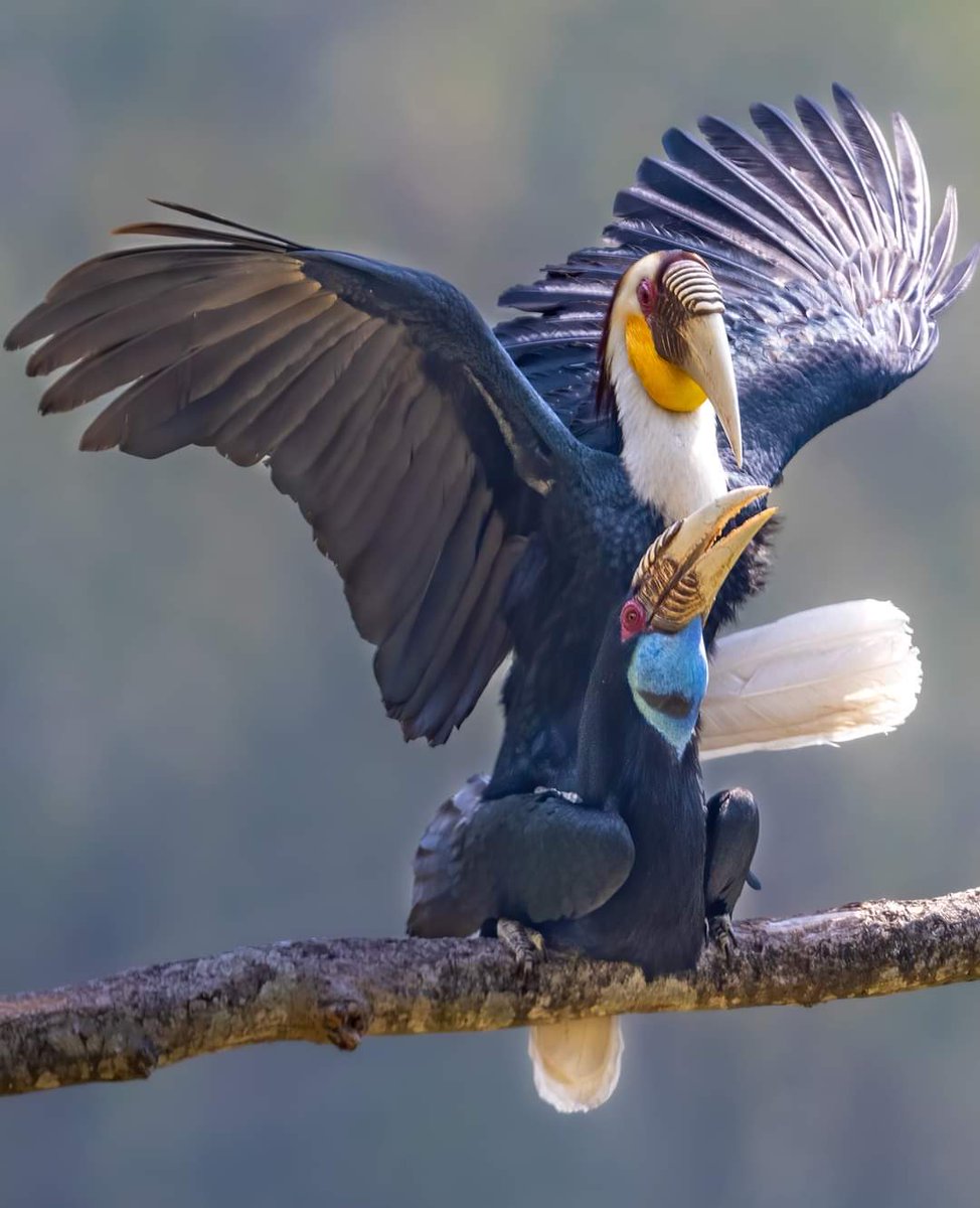 @birdnomoj #Sudamerikajbirdoj #Mezamerikajbirdoj  #Esperanto #birdnomoj #birdoj #BirdsOfTwitter #birdphotography #birdwatching #birds 

#love In Air 💕