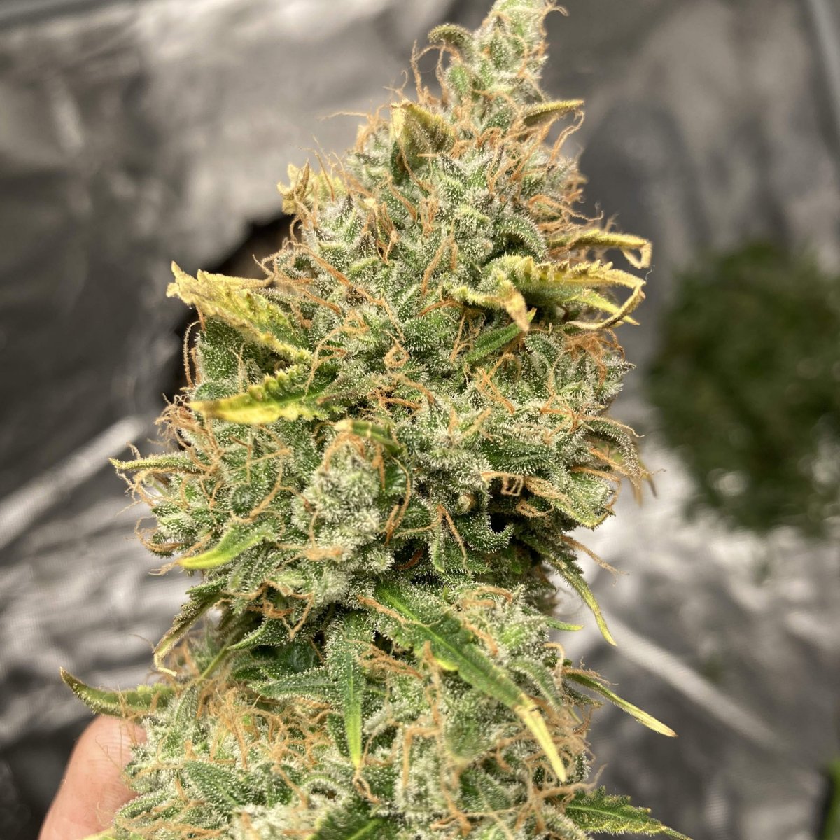 paradiseseeds's tweet photo. Step into the jungle with #AutoKong π¦
This tremendous #autoflower is an impressive combination of #GG4 (formerly known as #GorillaGlue) and Dutch breeding sophistication π
.
πΈ @ Weed_Space ( @growdiaries )
#paradiseseeds #finestseedcollection #cannabiscommunity https://t.co/Ebg3zi16Xx