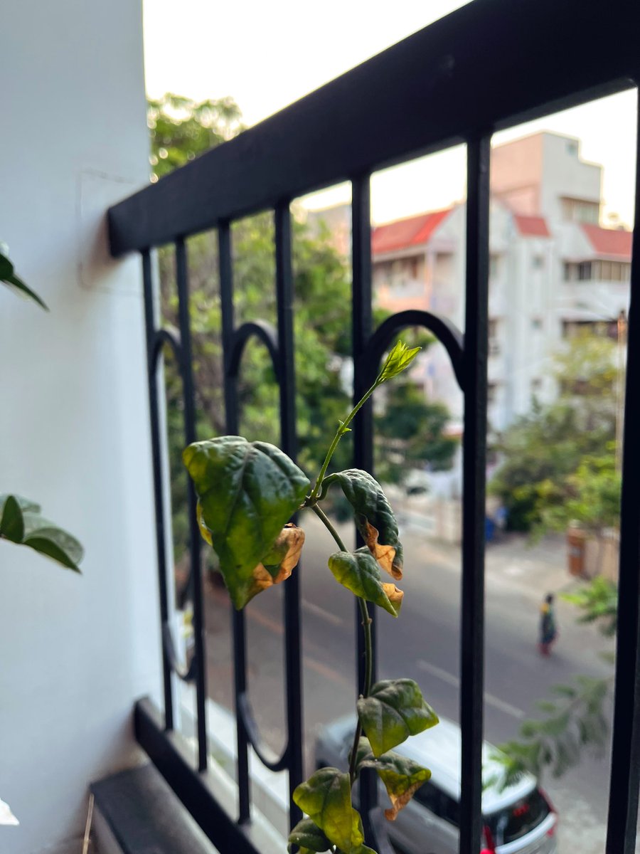 apsonthego's tweet image. Just when I thought my Jasmine plant is gonna die, it surprises me with these new leaves! 🥰 Nature heals 😍