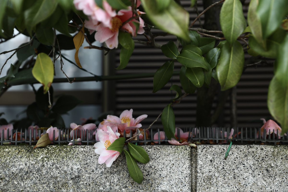 emia_jp tweet picture