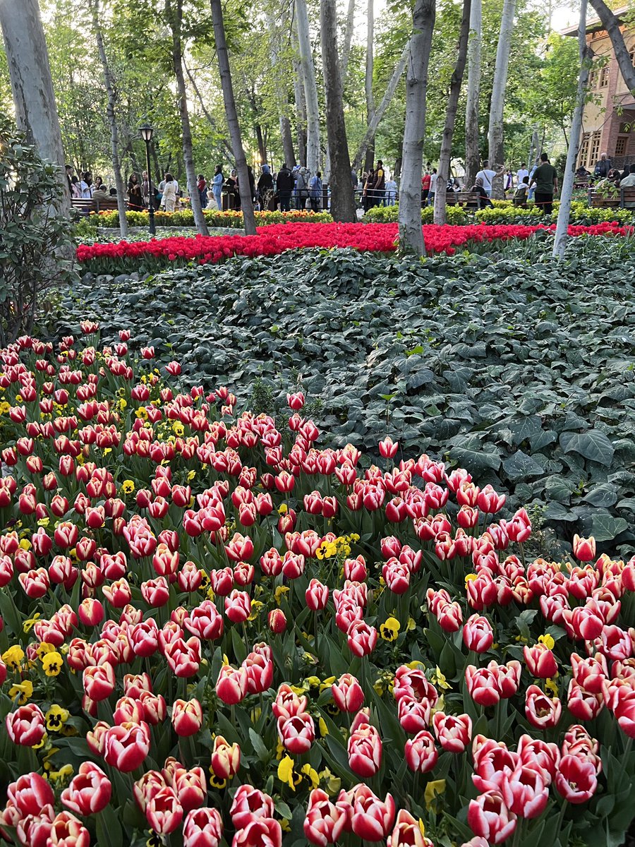 Milad Ehrampoush tweet media