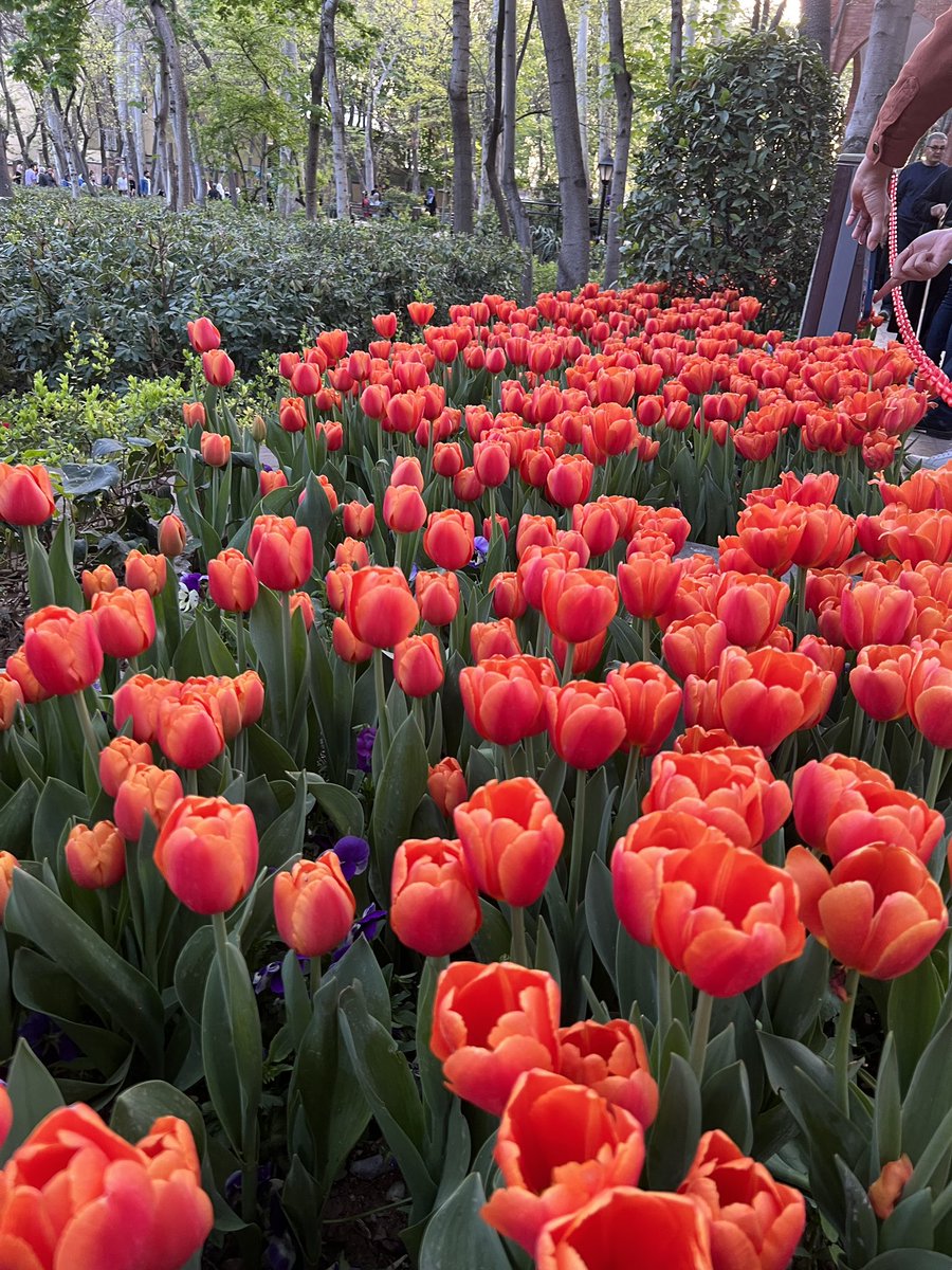 Milad Ehrampoush tweet media