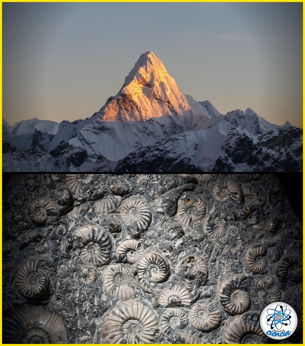 En la punta del Monte Everest se encontró caliza marina y fósiles de cefalópodos, trilobites, braquiópodos, etc. dando a entender que el punto más alto de la Tierra fue en algún momento parte del fondo marino.