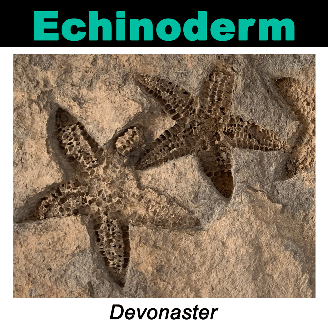 PRInstitution's tweet photo. Happy #FossilFriday!!

Card No. 13 is the ~385 million year old #starfish Devonaster from the Middle Devonian rocks of New York. You can visit this specimen in our NY Rocks! temporary exhibit, open through December 2023.

#fossils #paleontology #Devonian #exhibit #museum https://t.co/uc6EBE85gO