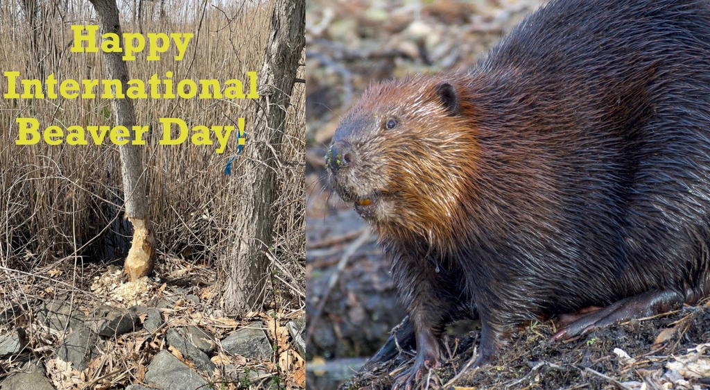 Did you know that while beavers don’t actually live in dams, these structures create important ecosystems and even help protect and clean our water? No wonder people call beavers nature’s engineers!

To learn more: beaversww.org

#FunFactFriday #InternationalBeaverDay