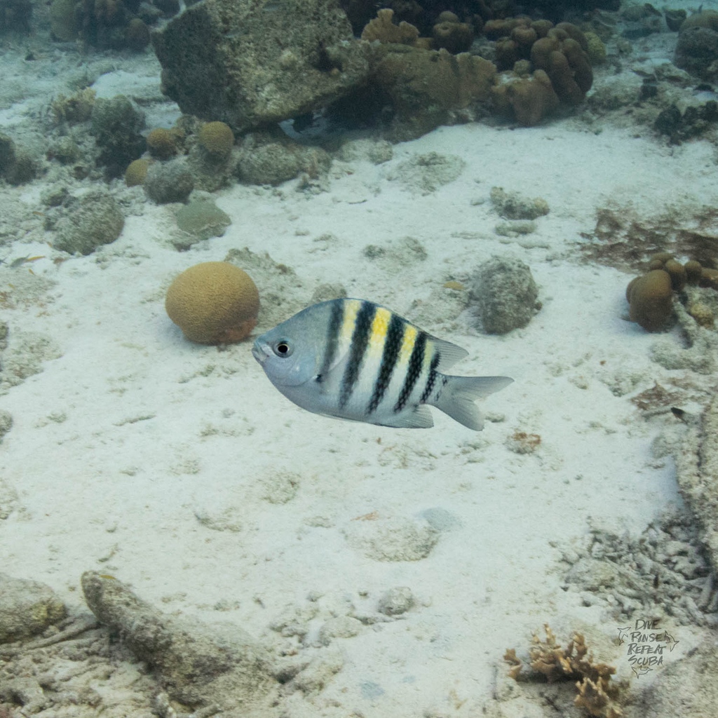 Did you know that Sergeant Majors are known for their distinctive blue and yellow stripes? And brain corals are some of the most important reef-building species? It's crucial to protect our oceans and sea life. 

#SergeantMajorFish #BrainCoral #ScubaDiving #Bonaire #JoinUs