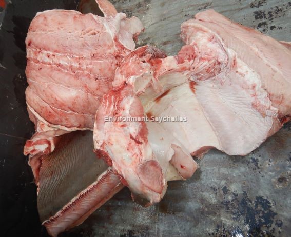 Seychellesharks's tweet image. Sections of a large Bull shark (C. leucas) arrived at market (06/04/23). Putting the puzzle together is a regular part of my work. I reconstructed one flank &amp;amp; measured the interdorsal space. My morphological model then calculates Total Length and weight.
#datagathering #SeyCCAT