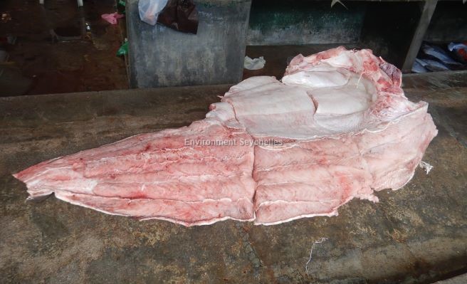 Seychellesharks's tweet image. Sections of a large Bull shark (C. leucas) arrived at market (06/04/23). Putting the puzzle together is a regular part of my work. I reconstructed one flank &amp;amp; measured the interdorsal space. My morphological model then calculates Total Length and weight.
#datagathering #SeyCCAT