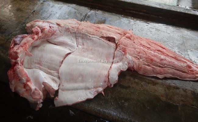 Seychellesharks's tweet image. Sections of a large Bull shark (C. leucas) arrived at market (06/04/23). Putting the puzzle together is a regular part of my work. I reconstructed one flank &amp;amp; measured the interdorsal space. My morphological model then calculates Total Length and weight.
#datagathering #SeyCCAT