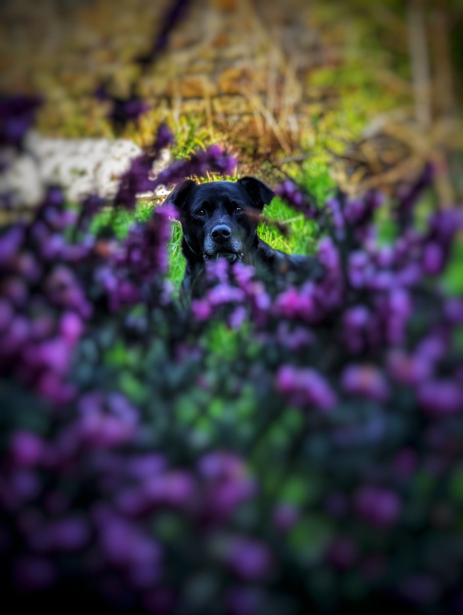 Beau Thomas 🐆🐎🐅🐾 tweet media