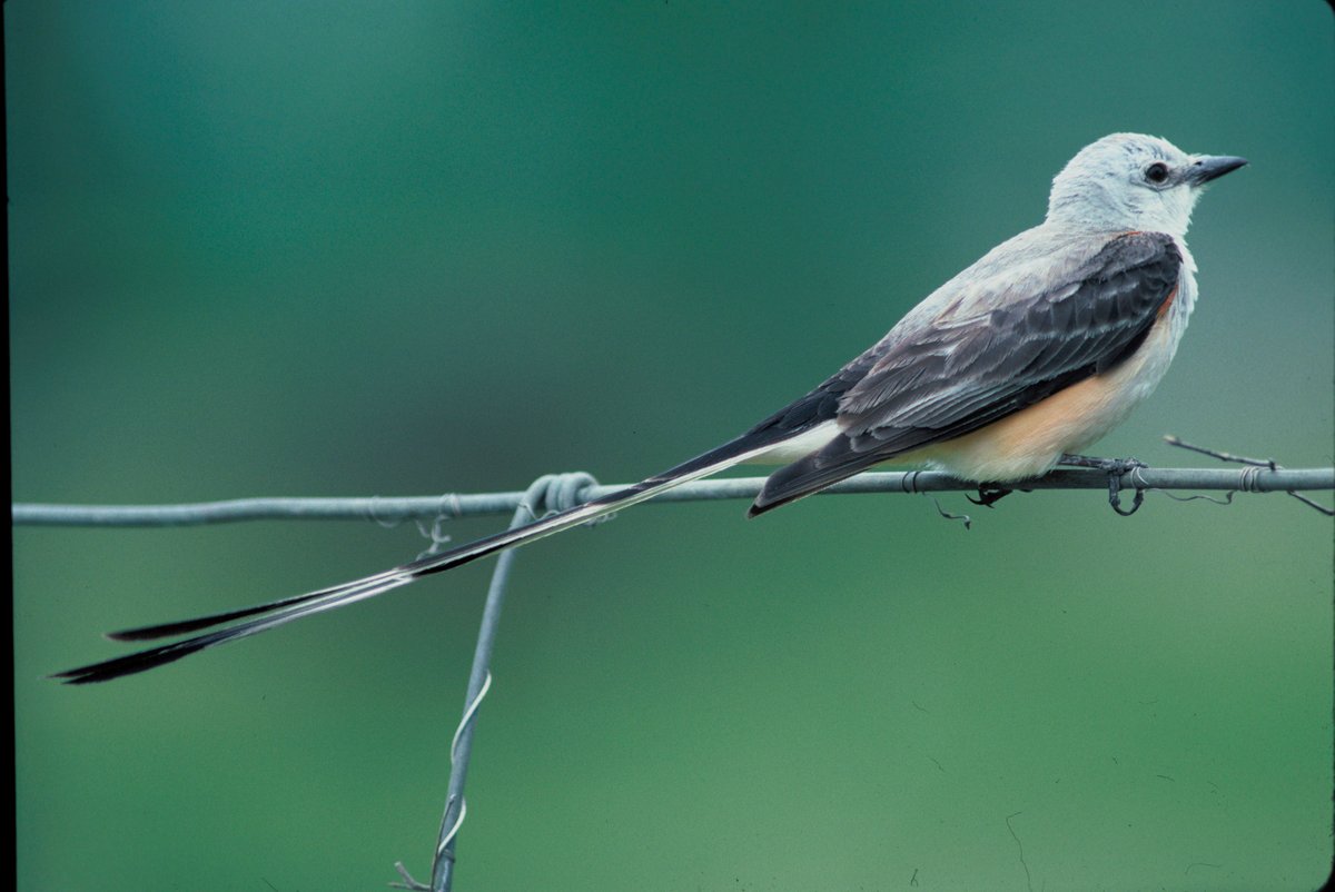 National Archives Foundation on Twitter "Oklahoma has an eggstremely